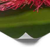 Poster Fleur de Pohutukawa, Dunedin (Coin)