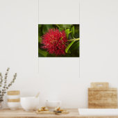 Poster Fleur de Pohutukawa, Dunedin (Cuisine)