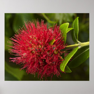Poster Fleur de Pohutukawa, Dunedin