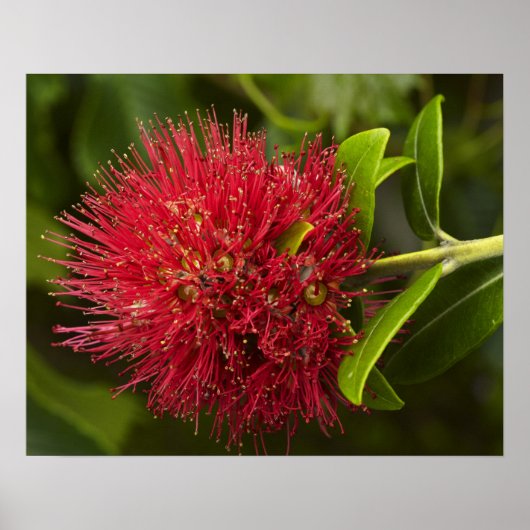 Poster Fleur de Pohutukawa, Dunedin (Devant)