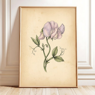 Poster Fleur de Pois de Senteur Vintage Encadrée