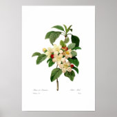 Poster Fleur de pomme (Devant)