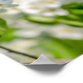 Poster Fleur de pomme de crabe (Coin)