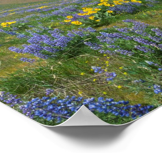 Poster Fleur de printemps du désert (Coin)