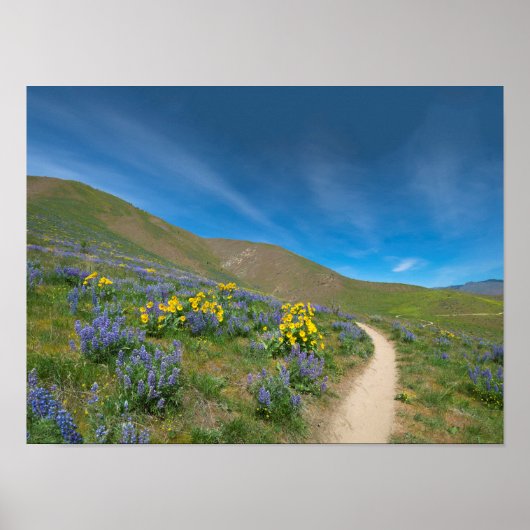 Poster Fleur de printemps du désert (Devant)