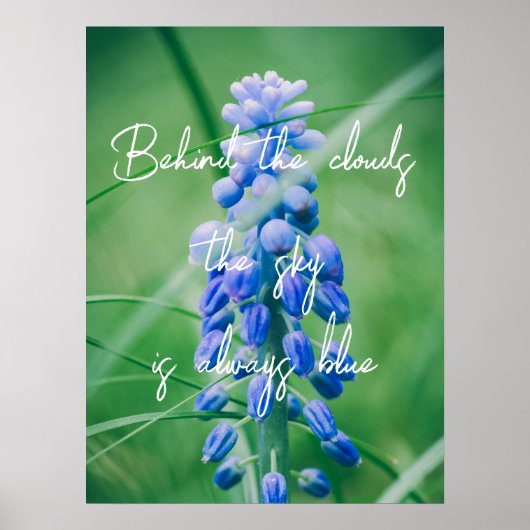 Poster Fleur de printemps (Hyacinthe de raisin) (Devant)