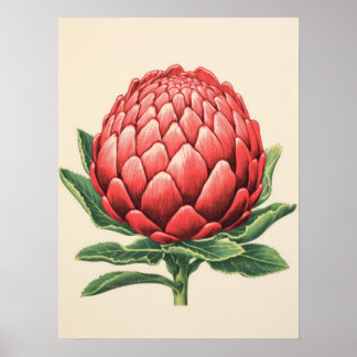 Poster Fleur de Protéa Rouge Radieuse