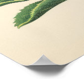 Poster Fleur de Protea rouge rayante (Coin)