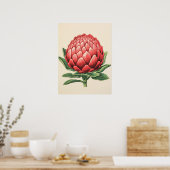 Poster Fleur de Protea rouge rayante (Cuisine)