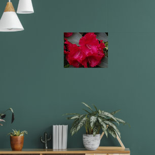 Poster Fleur de Rhododendron Rose Profond Photographie Fl