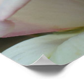 Poster Fleur de rose blanche (Coin)