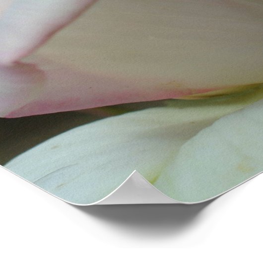 Poster Fleur de rose blanche (Coin)