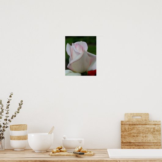 Poster Fleur de rose blanche (Cuisine)