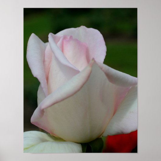 Poster Fleur de rose blanche (Devant)