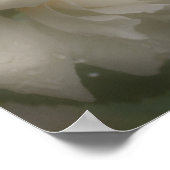 Poster Fleur de rose blanche (Coin)