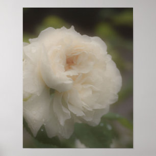 Poster Fleur de rose blanche