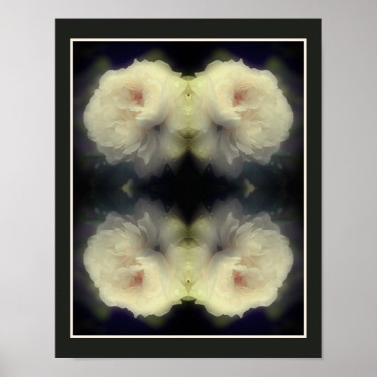 Poster Fleur de rose blanche en pleine floraison abstrait (Devant)