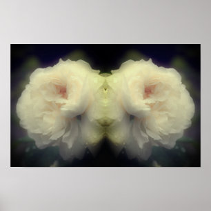 Poster Fleur de rose blanche en pleine floraison miroir a