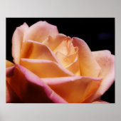 Poster Fleur de rose jaune teint (Devant)