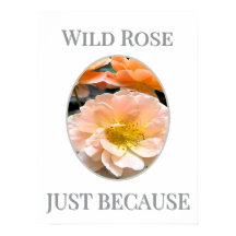 Fleur de rose sauvage