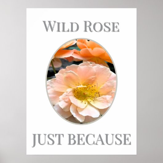 Poster Fleur de rose sauvage (Devant)