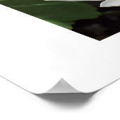 Poster Fleur de sang (Coin)