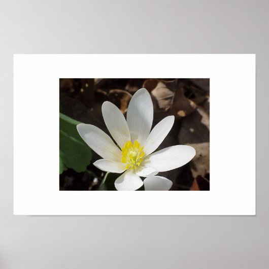 Poster Fleur de sang (Devant)