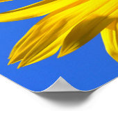 Poster Fleur de soleil (Coin)