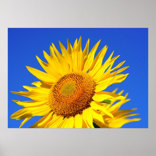Poster Fleur de soleil (Devant)