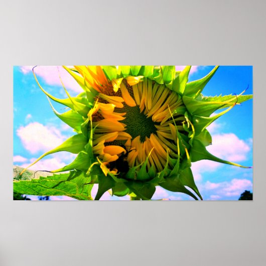 Poster Fleur de soleil en fleurs (Devant)