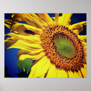 Poster Fleur De Soleil Jaune Géante Et Ami Des Insectes