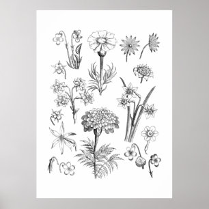 Poster Fleur de tatouage et illustrations Plantes