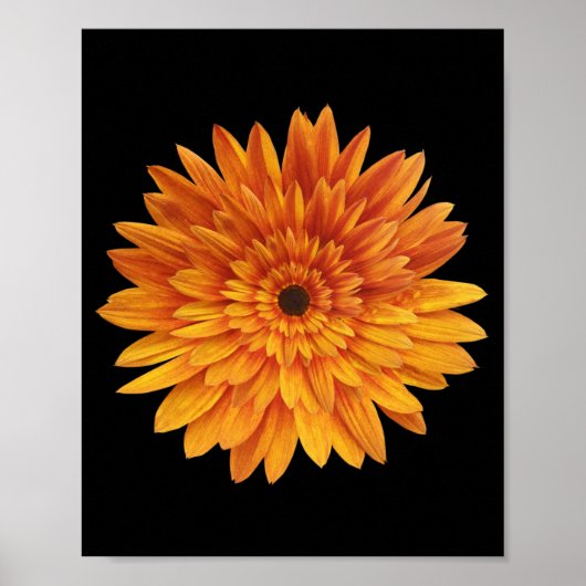 Poster fleur de tournesol fleurs (Devant)