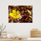 Poster Fleur de trèfle rouge (Cuisine)