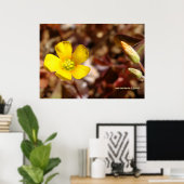 Poster Fleur de trèfle rouge (Bureau à domicile)