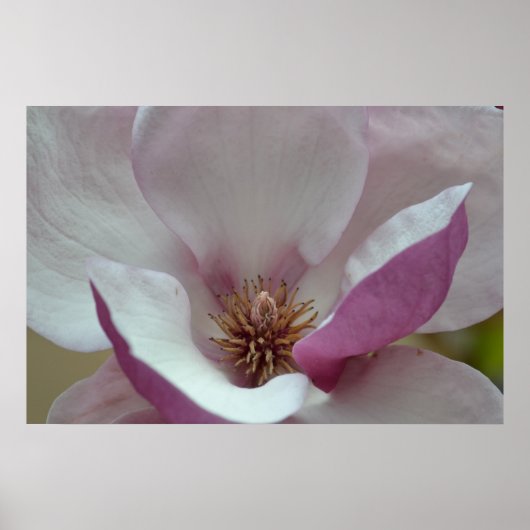 Poster Fleur de tulipe (Devant)