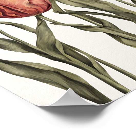 Poster Fleur de tulipe (Coin)