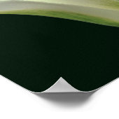 Poster Fleur de tulipe à rayures vertes (Coin)