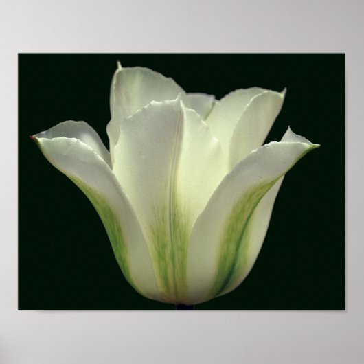 Poster Fleur de tulipe à rayures vertes (Devant)