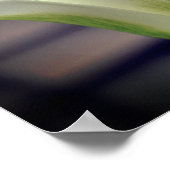 Poster Fleur de tulipe à rayures vertes (Coin)