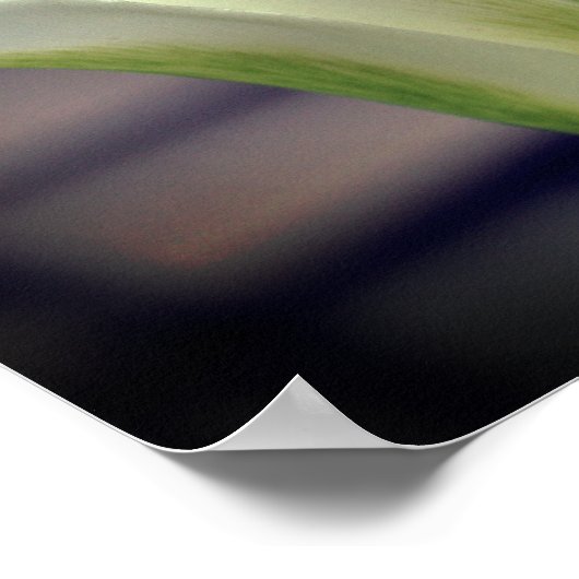 Poster Fleur de tulipe à rayures vertes (Coin)