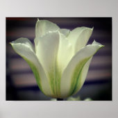 Poster Fleur de tulipe à rayures vertes (Devant)