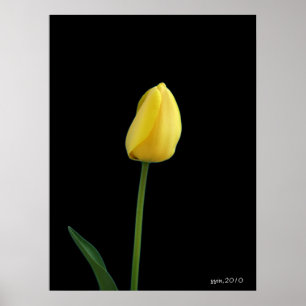 Poster fleur de tulipe jaune simple