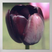 Poster Fleur de tulipe pourpre foncé (Devant)