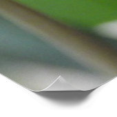 Poster Fleur de Tulipe rose vif (Coin)