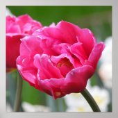 Poster Fleur de Tulipe rose vif (Devant)