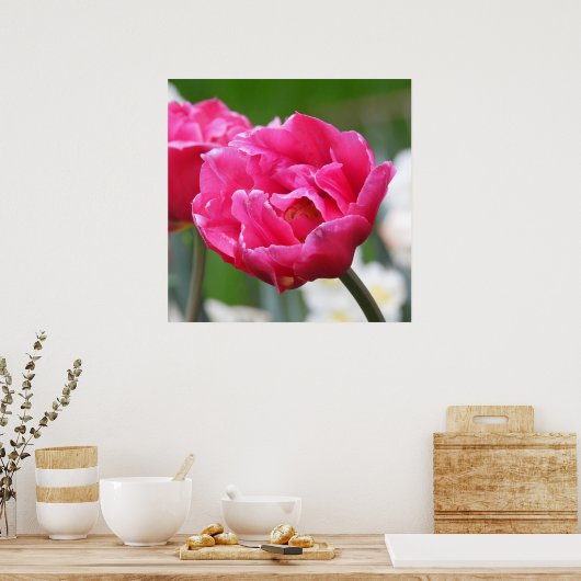 Poster Fleur de Tulipe rose vif (Cuisine)