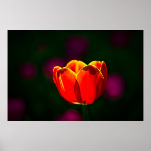 Poster Fleur de tulipe rouge (Devant)
