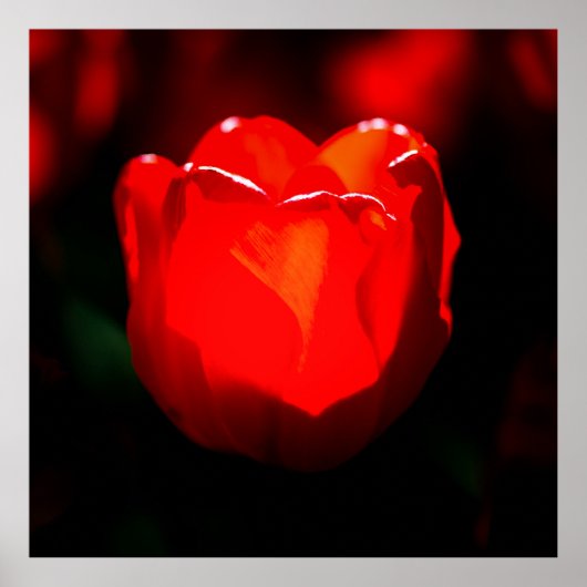 Poster Fleur de tulipe rouge - Feu (Devant)