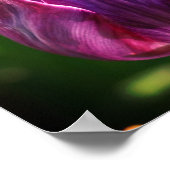 Poster Fleur de tulipe violette (Coin)